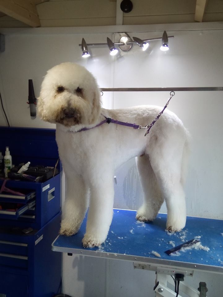 whats included in dog grooming